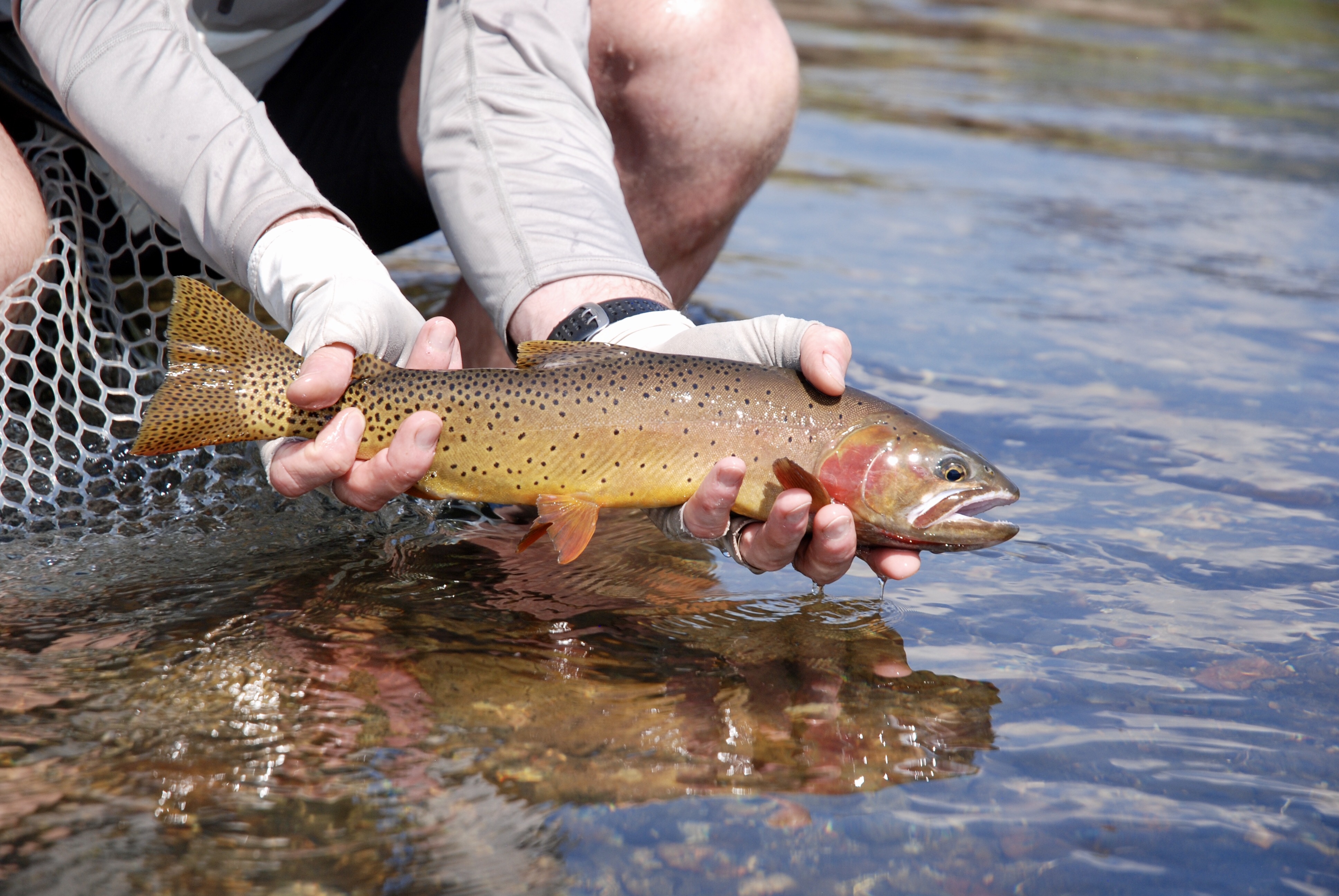 2019 Bozeman Fly Fishing Trips Montana Angling Company